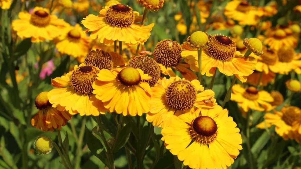 Sonnenbraut (Helenium)