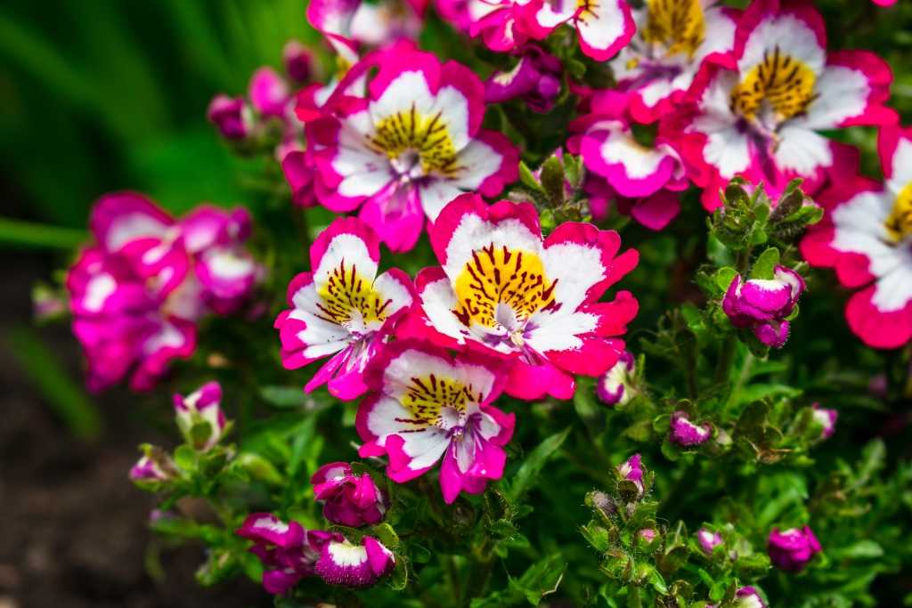Spaltblume