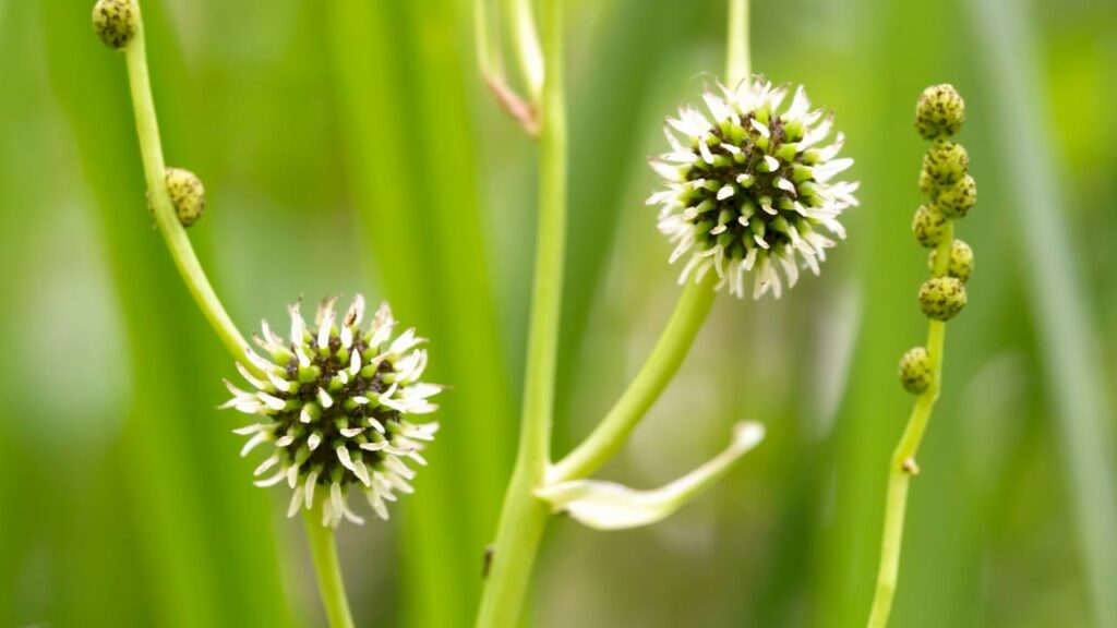 Ästiger Igelkolben (Sparganium erectum)