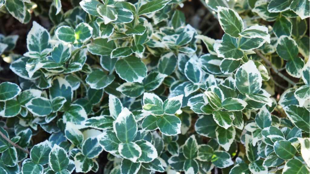 Spindelstrauch (Euonymus fortunei ‘Dart’s Blanket’)