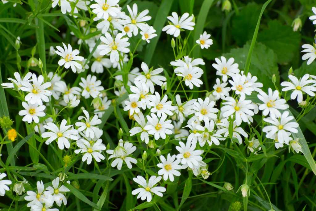 Weiße Blüten der Großen Sternmiere
