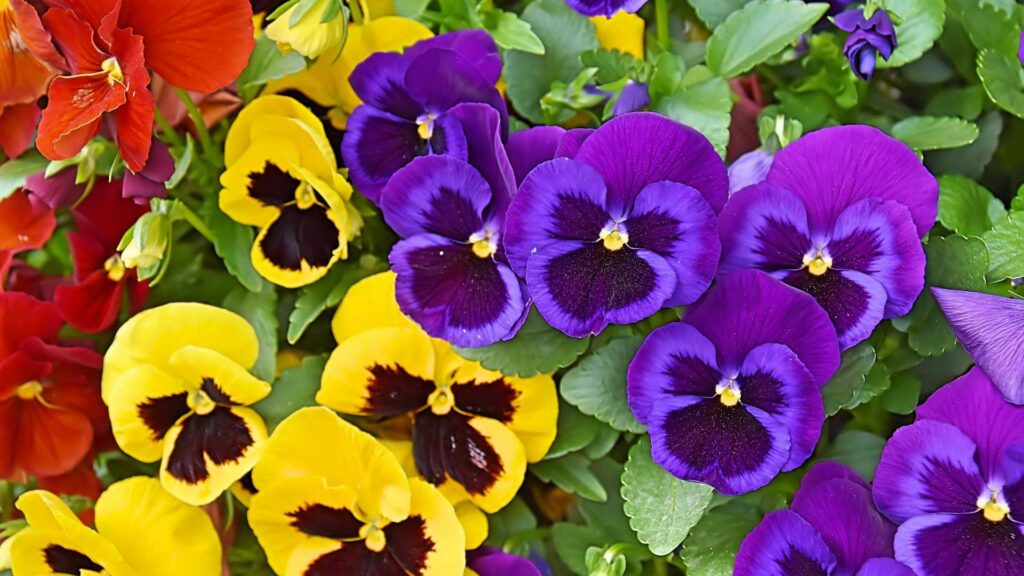 Gelbe, violette und orange Stiefmütterchen