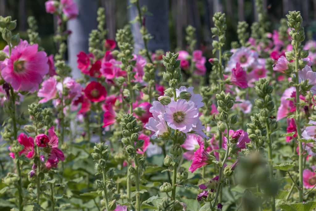 Rosa und pink blühende Stockrosen im Garten