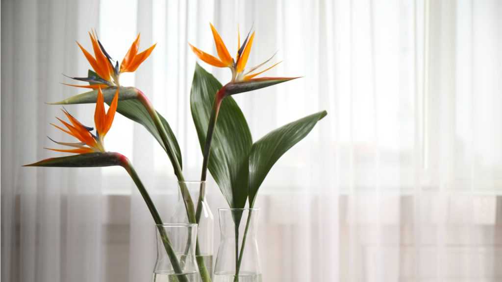 Orange Strelitzienblüten in Glasvasen