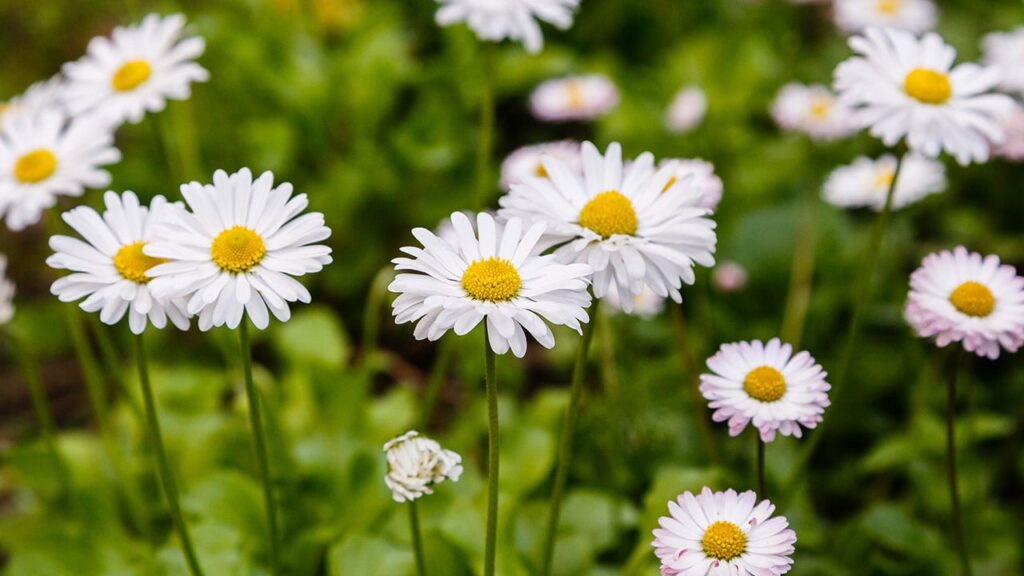 Tausendschön (Bellis perennis) ist eine Zuchtform des Gänseblümchens.
