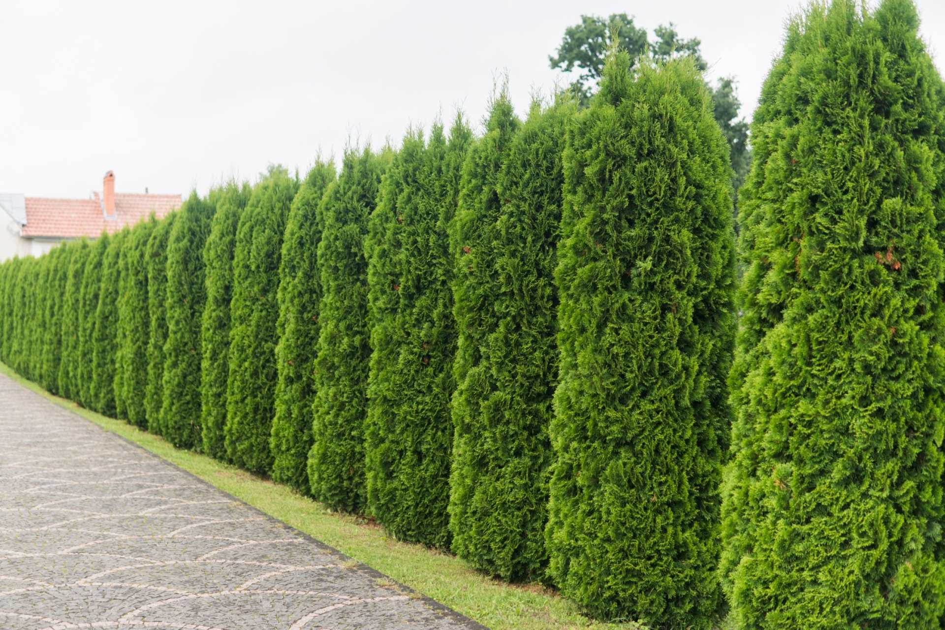 Thuja Hecke