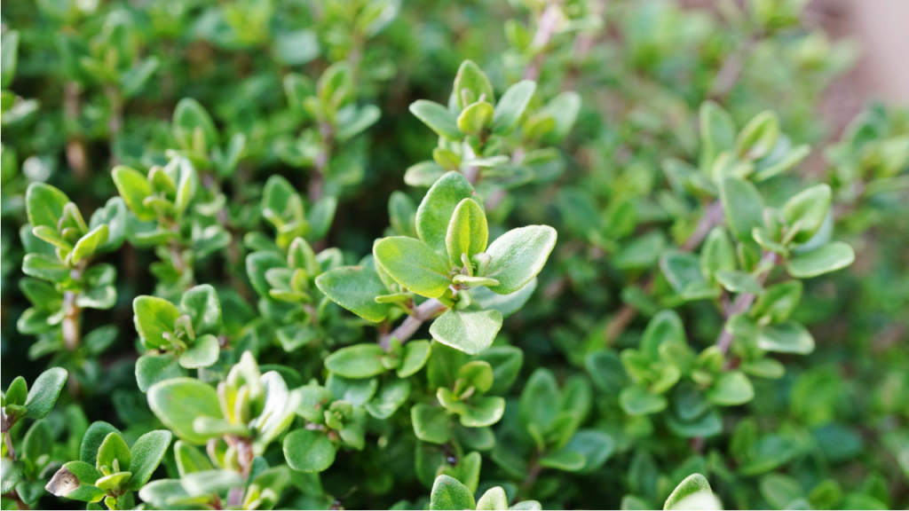 Thymian
