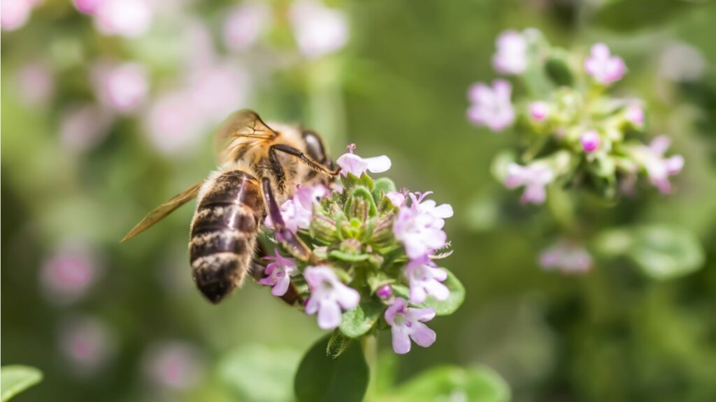 Biene auf einer violetten Thymianblüte