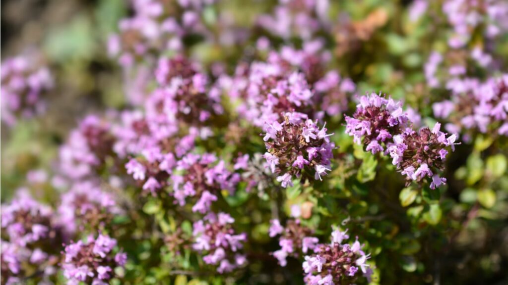 Violett blühender Echter Quendel (Thymus pulegioides)