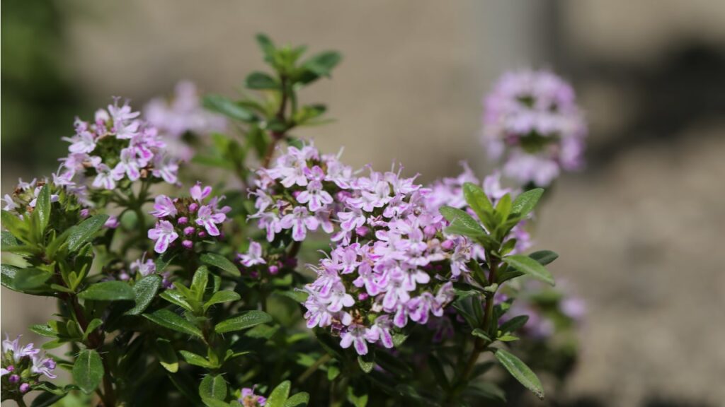Violett blühender Sand-Thymian (Thymus serpyllum)