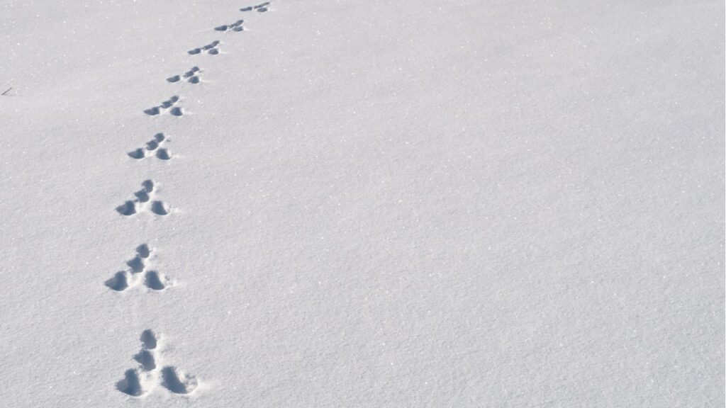 Tierspur im Schnee