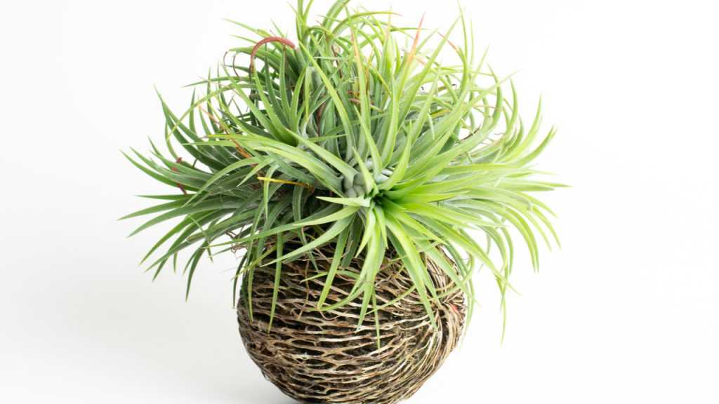 Tillandsia im Topf.