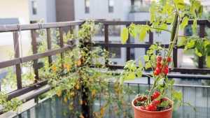 Balkontomate auf dem Balkon
