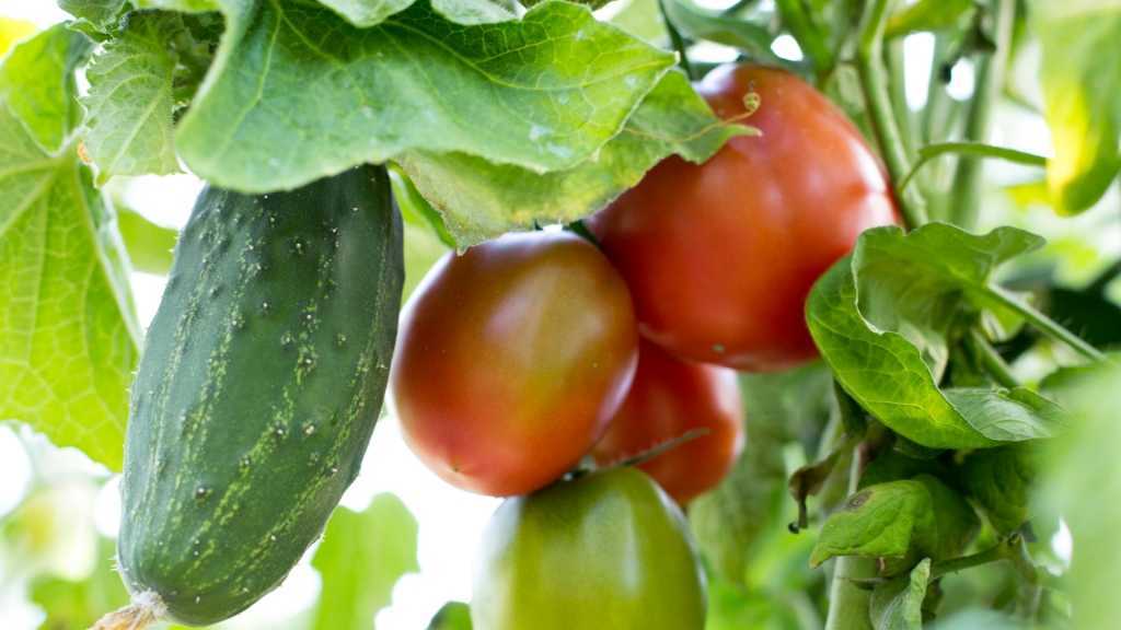 Wie sich zeigt, haben Gurken und Tomaten viel gemeinsam. Sowohl die aus tropischen Verhältnissen stammende Gurke als auch Tomaten, die ihren Ursprung in den südamerikanischen Hochgebirgen haben, mögen es warm und benötigen einen nährstoffhaltigen Boden. Zudem können sie zeitgleich in das Gewächshaus eingepflanzt werden und haben ähnliche Reifezyklen.