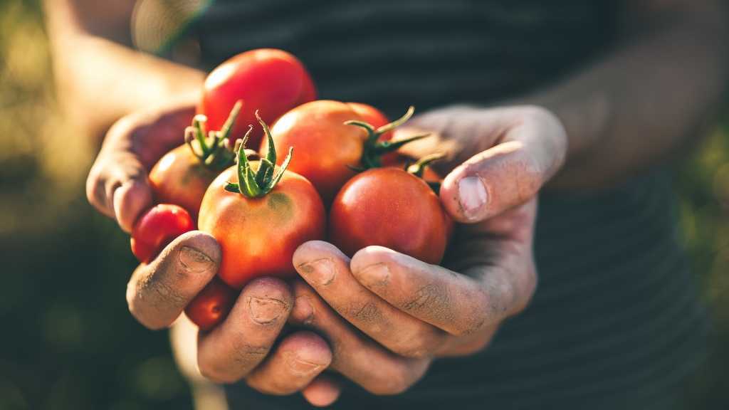 Tomatentriebe und Tomatenpflanzen nach dem Schneiden