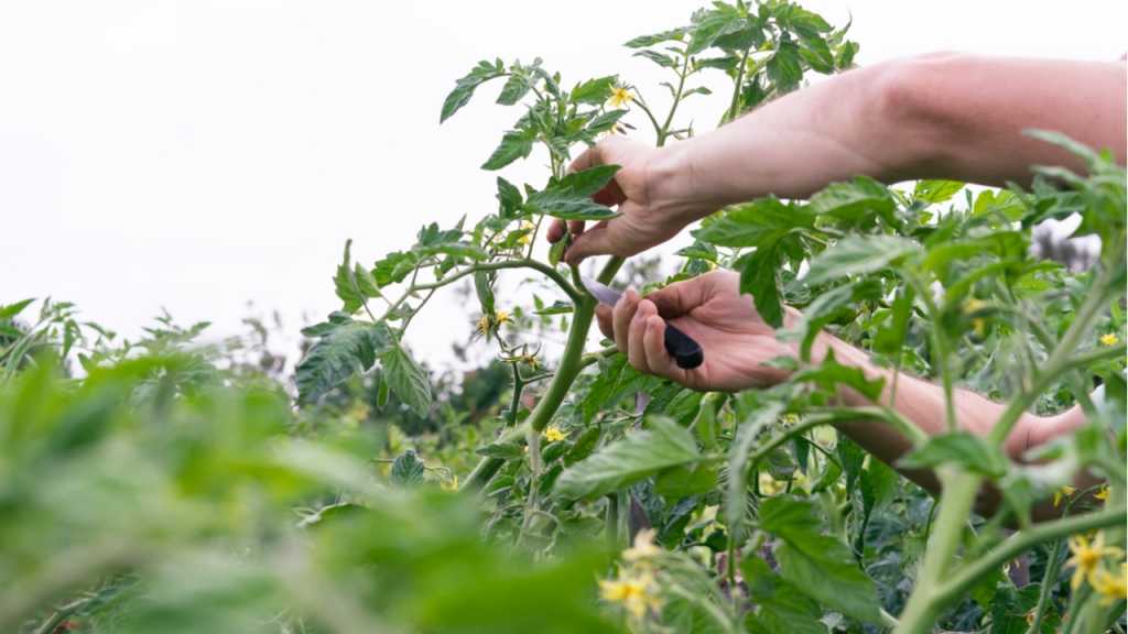 Tomatenpflanze schneiden und junge Seitentriebe entfernen
