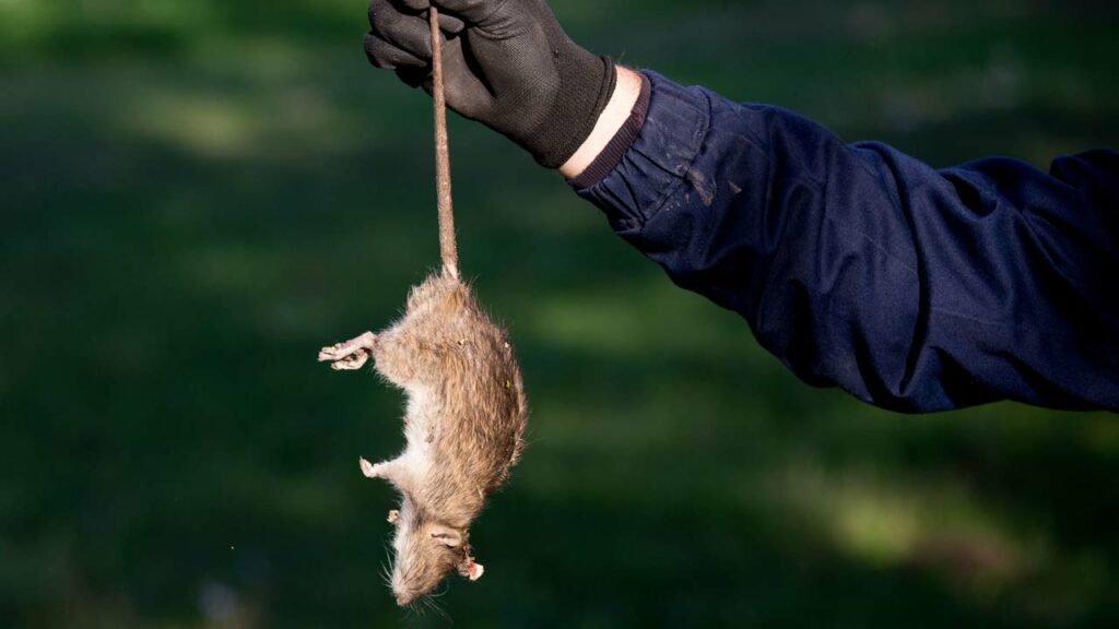 Tote Ratte nur mit Handschuhen entfernen!