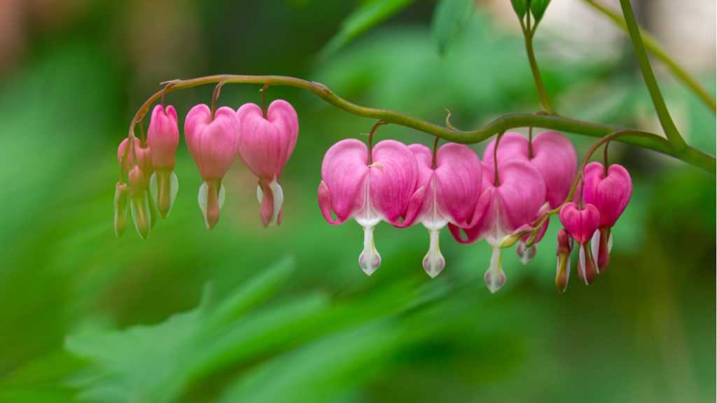 Tränendes Herz (Dicentra spectabilis)