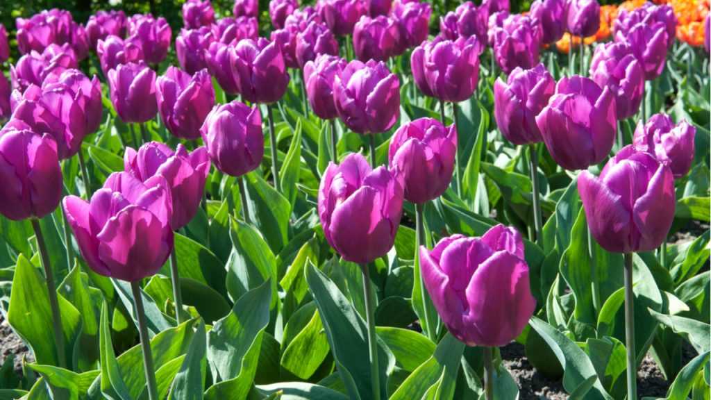 Triumph-Tulpe im Freien.