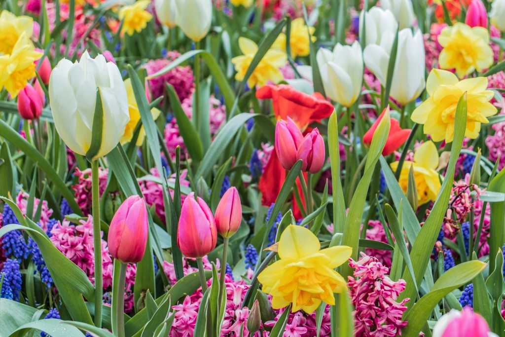 Bunte Tulpen und Narzissen im Frühlingsbeet