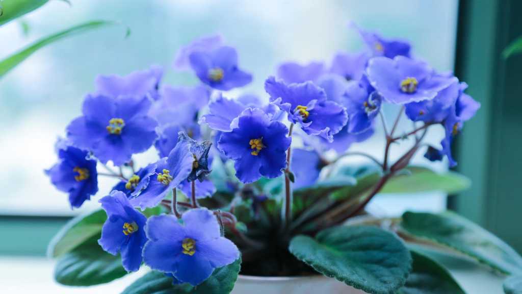 Die strahlenden blauen Blüten des Usambaraveilchens bieten einen reizvollen Kontrast zu den samtigen Blättern.