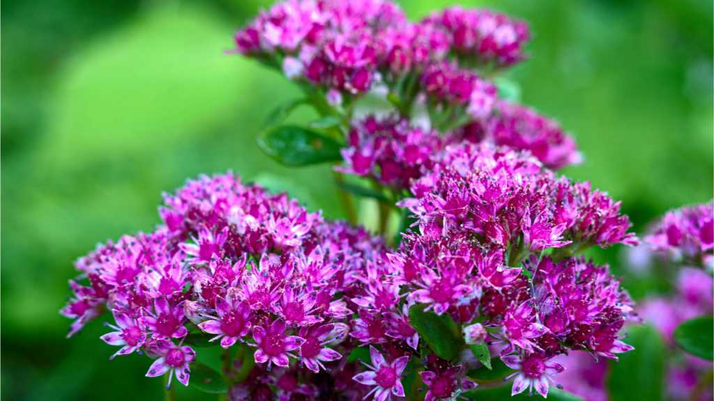 Bei der Vanilleblumen Pflege sollte der Überwinterungsort der Vanilleblume hell und kühl sein.