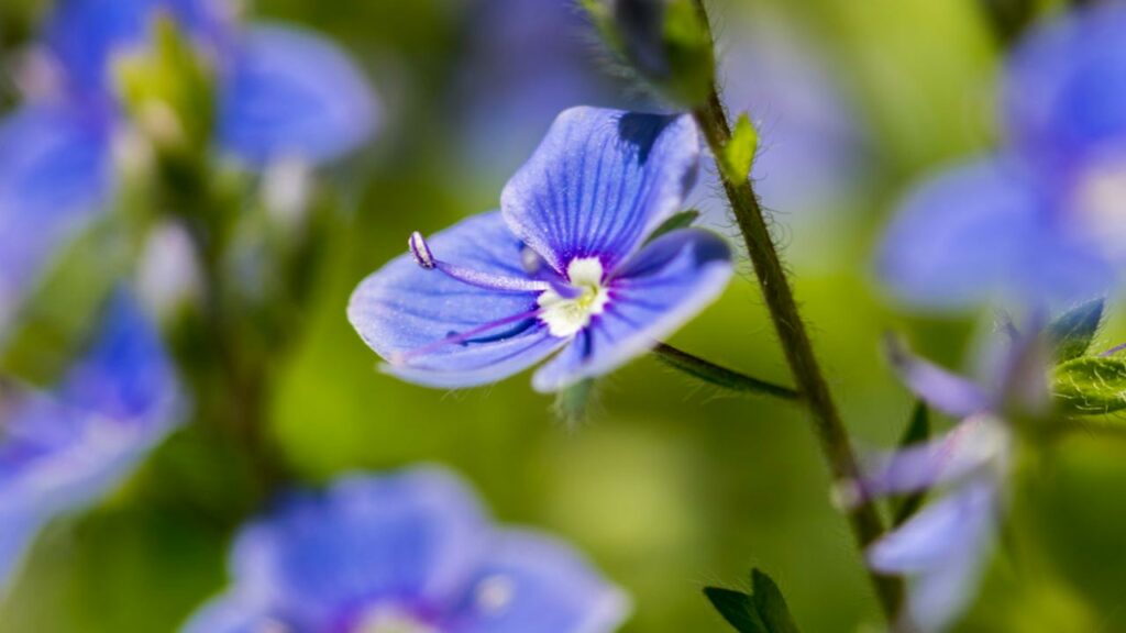 Bachbunge (Veronica beccabunga)