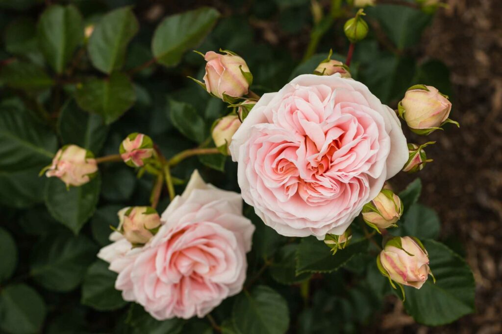 Vielblütige Rose
