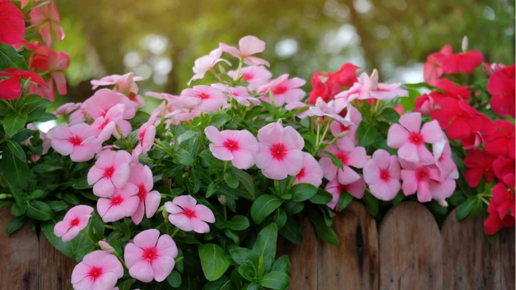 Vinca.