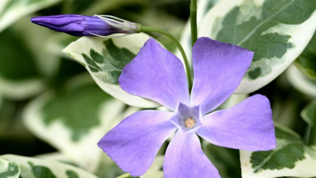 Violette Blüte des Großen Immergrüns mit panaschiertem Laub