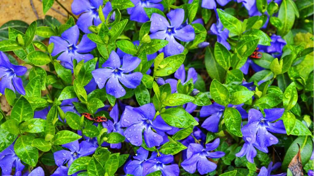 Blau blühende Staude "Kleines Immergrün" im Freien.