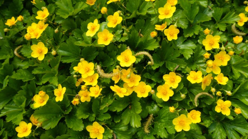 Waldsteinie (Waldsteinia)