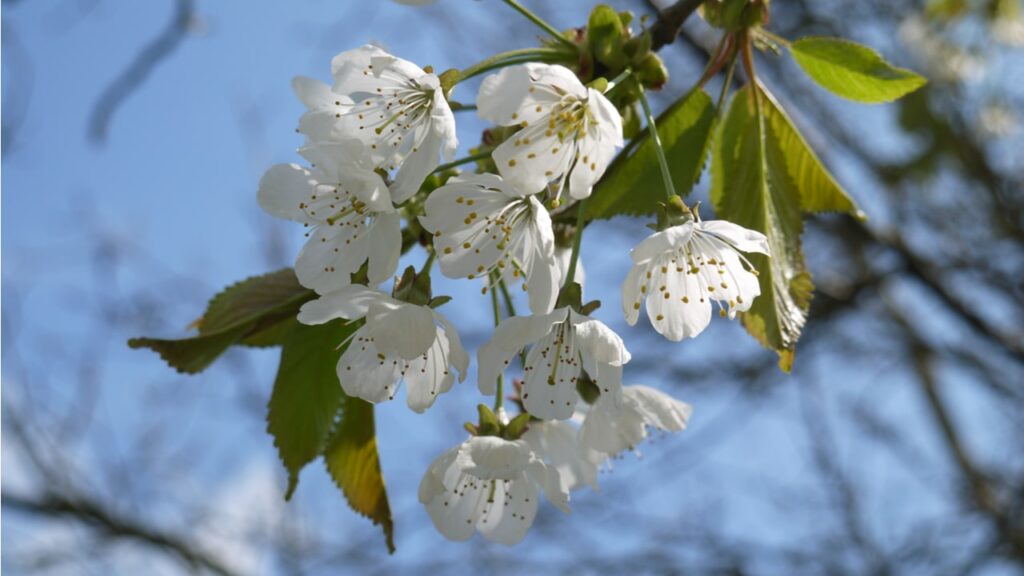 Weiße Frühlingsblüten an einem Baumzweig