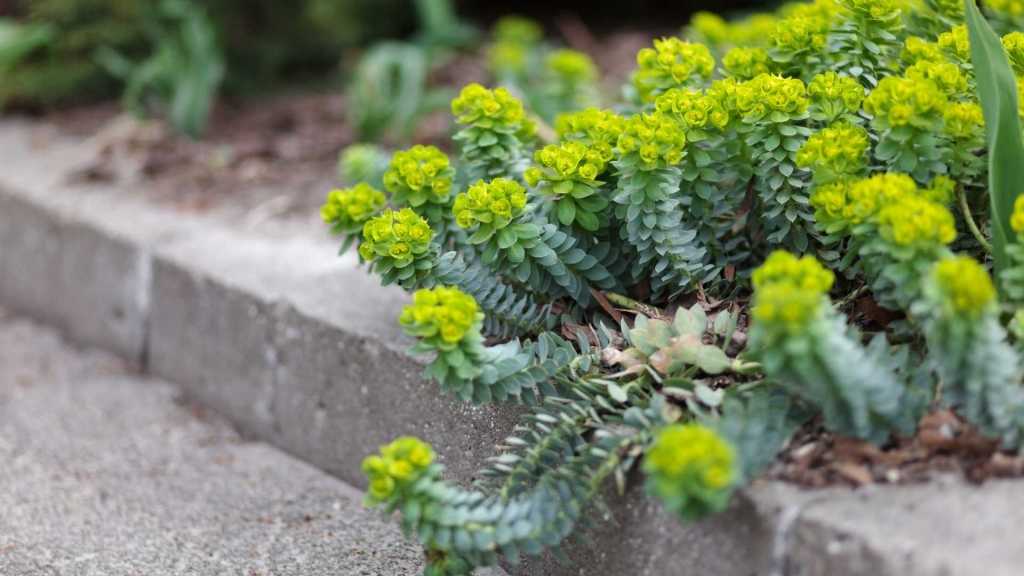 Wolfsmilch (Euphorbia)