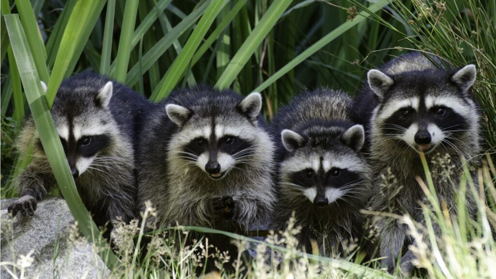 Waschbärfamilie im Garten