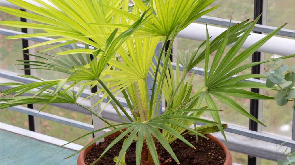 Kalifornische Washingtonpalme im Topf.