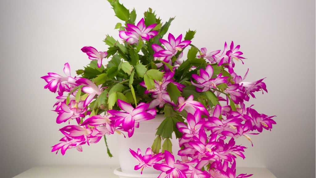 Weihnachtskaktus (Schlumbergera truncata)