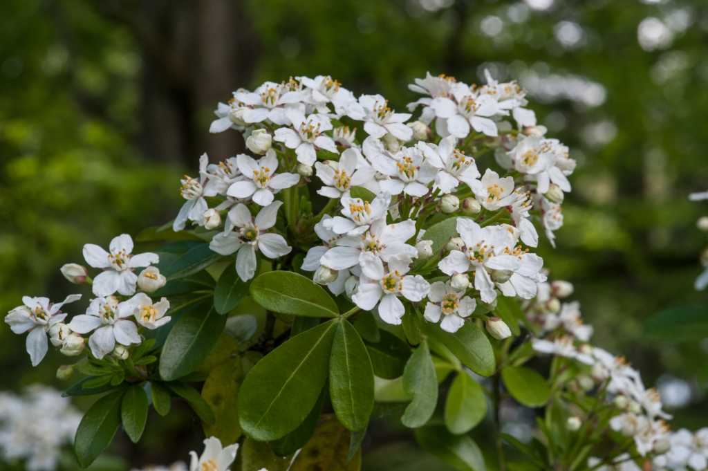 Ihre stark duftenden, weißen Sternblüten befördern sie in die Kategorie "Bienenfreundliche Sträucher": die Mexikanische Orangenblume.