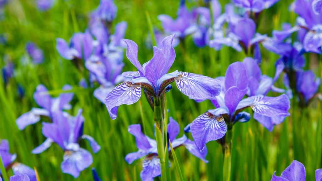 Blüte vom Wieseniris