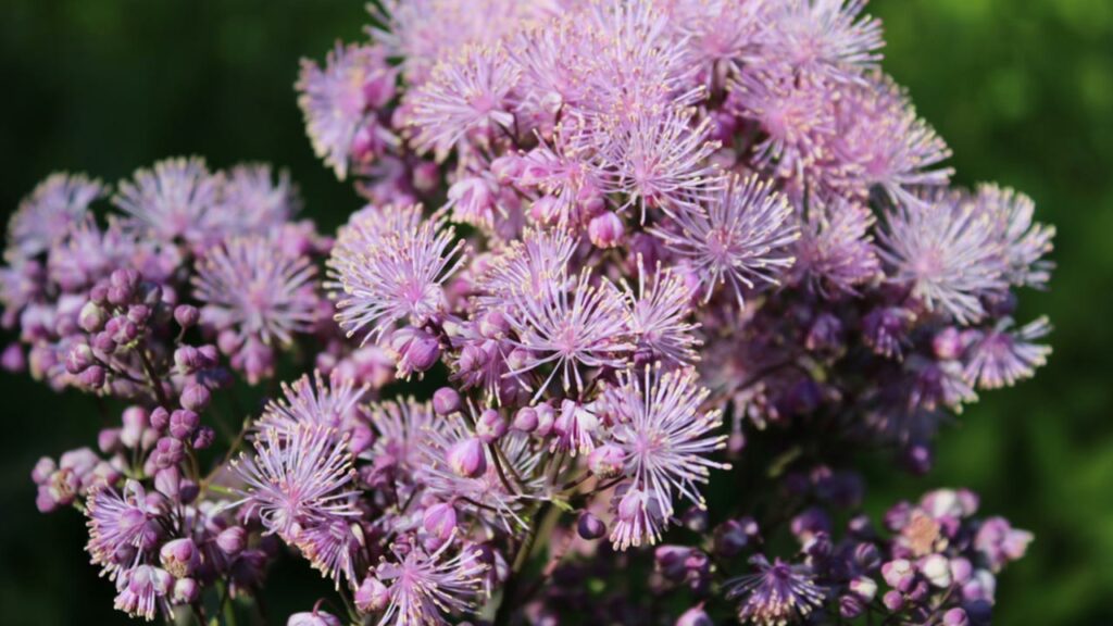 Wiesenraute (Thalictrum)
