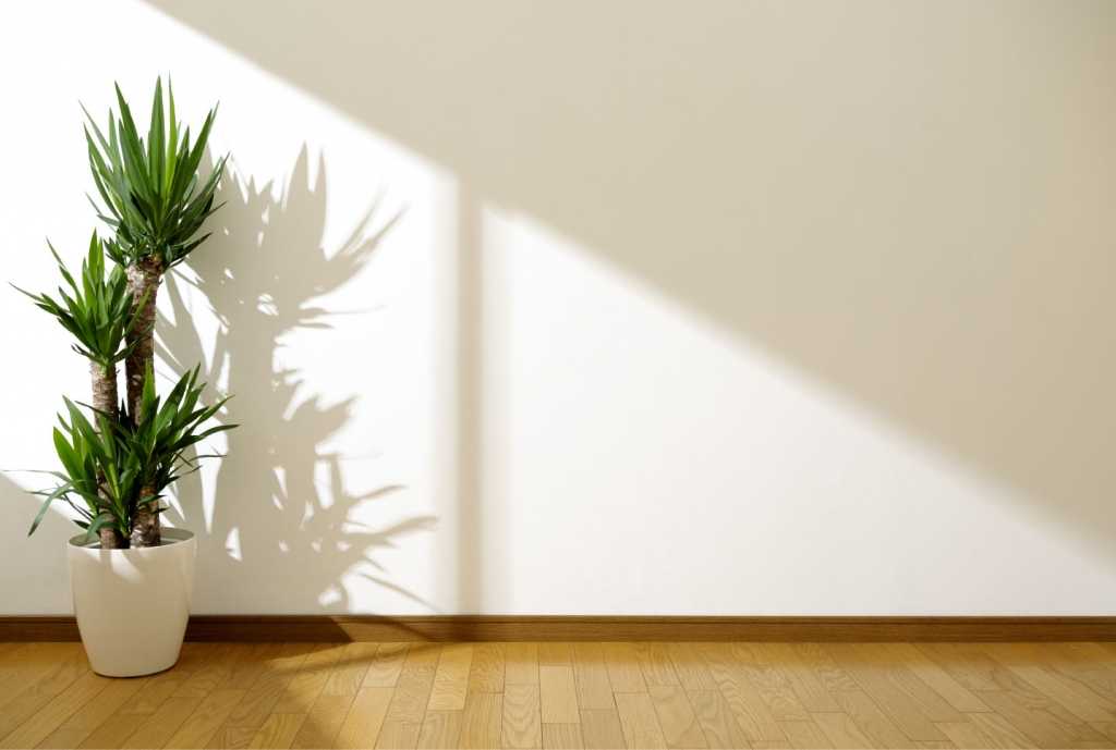 Die Yucca ist eine große Pflanze für das Badezimmer.