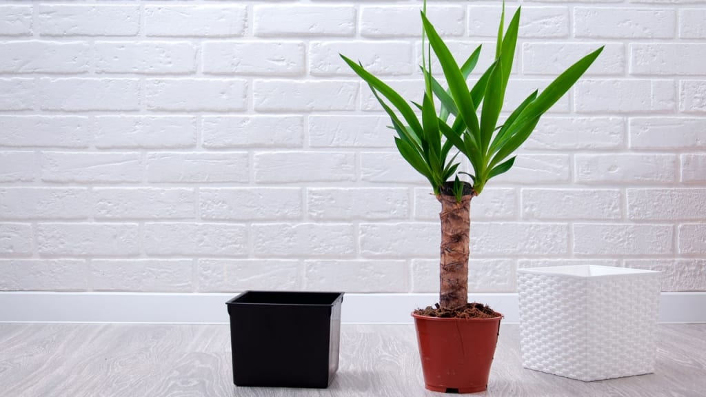 Yucca als Pflanze für viel Sonne und wenig Wasser