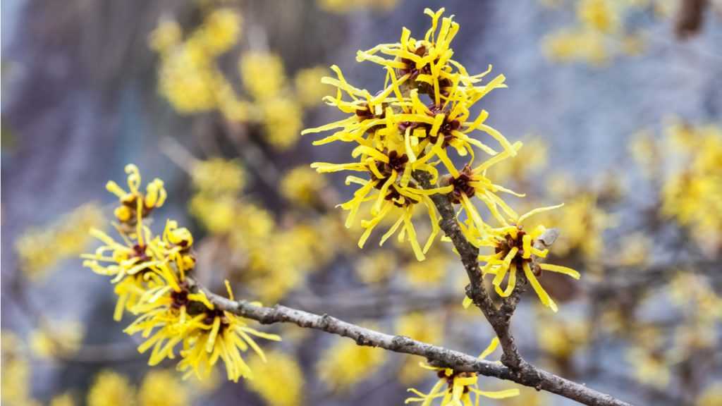 Blüte der Zaubernuss 