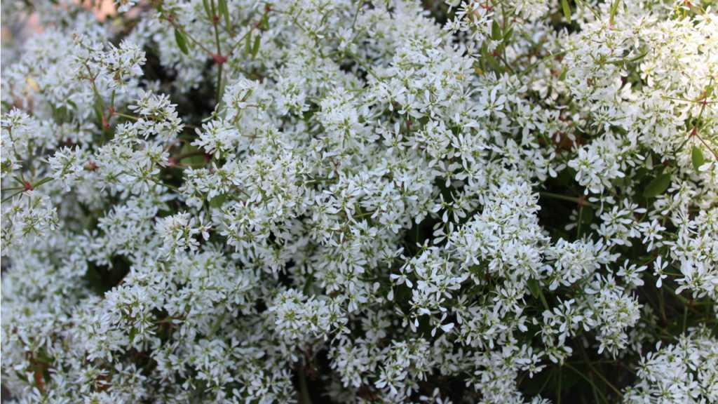 Der Zauberschnee gehört zu den Wolfsmilchgewächse. Und hat seinen Ursprung in Mittel- und Südamerika.