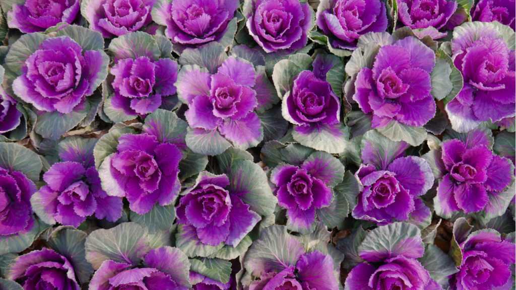 Violette Zierkohlrosetten mit grünem Blattrand