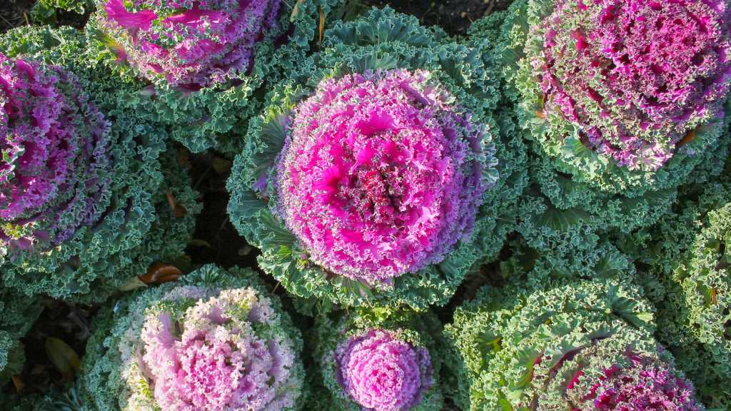 Eine ganz besondere Herbstbepflanzung gelingt mit dem Zierkohl