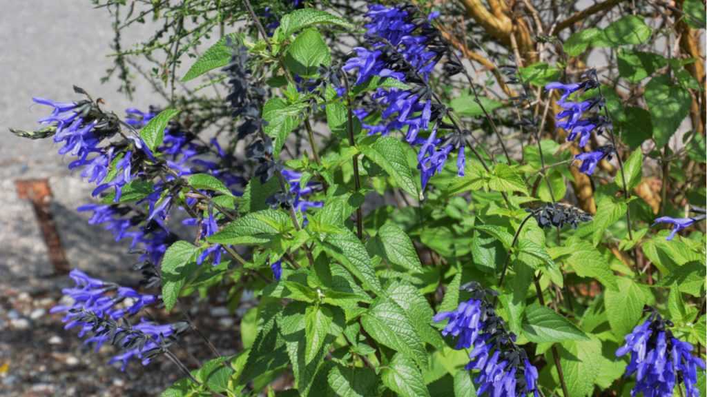 Blau blühende Staude "Ziersalbei Mittsommer" im Freien.