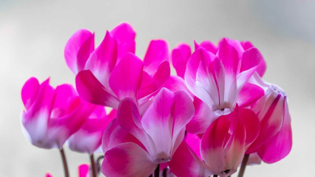 Das Zimmer-Alpenveilchen (Cyclamen persicum) verzaubert mit seinen charakteristischen, leuchtend pink-weißen Blüten.