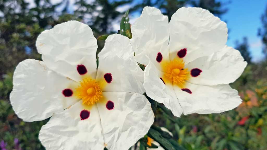Weiße Zistrosenblüten mit dunkelroten Flecken