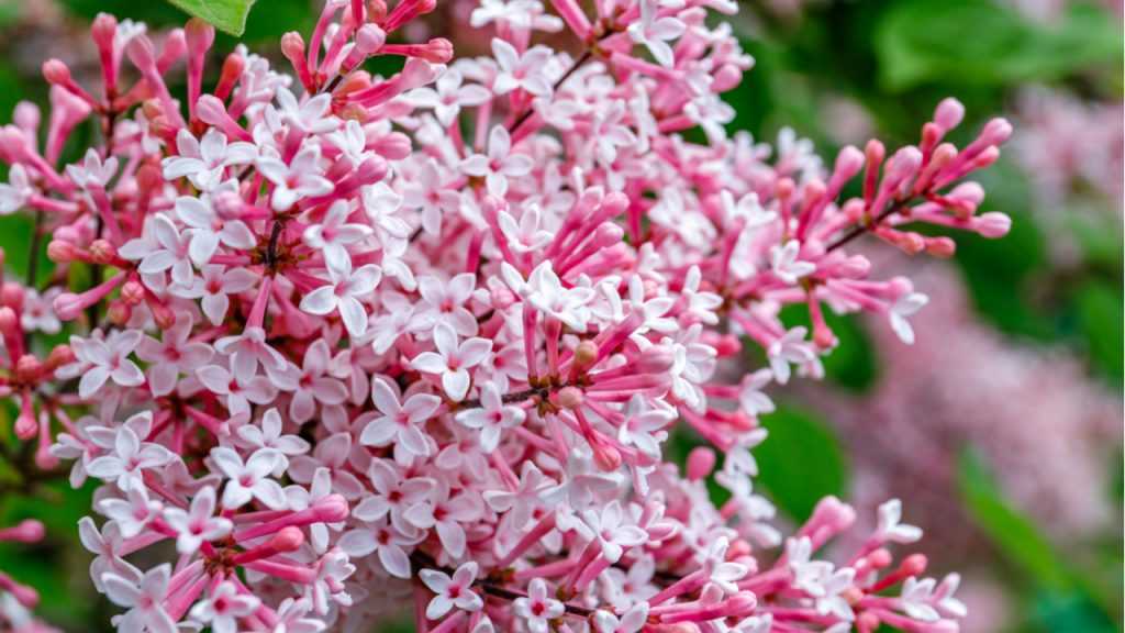 Nahaufnahme der Blüte des Zwerg-Flieder